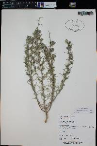 Ipomopsis multiflora image