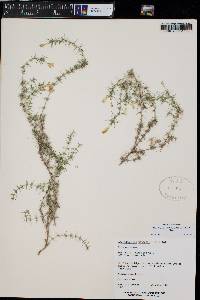 Linanthus watsonii image