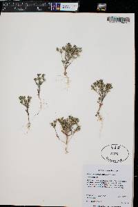 Phlox gracilis image