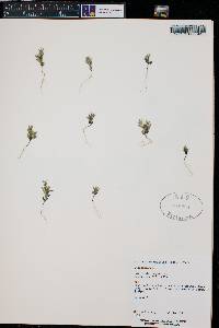 Phlox gracilis image