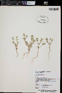 Phlox gracilis image