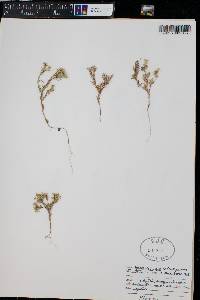 Phlox gracilis image