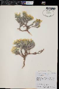 Phlox austromontana subsp. austromontana image