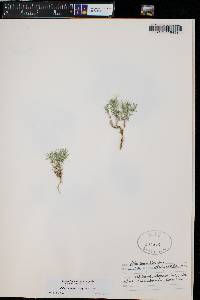 Phlox hoodii subsp. canescens image