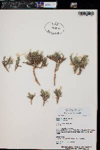 Phlox hoodii subsp. canescens image