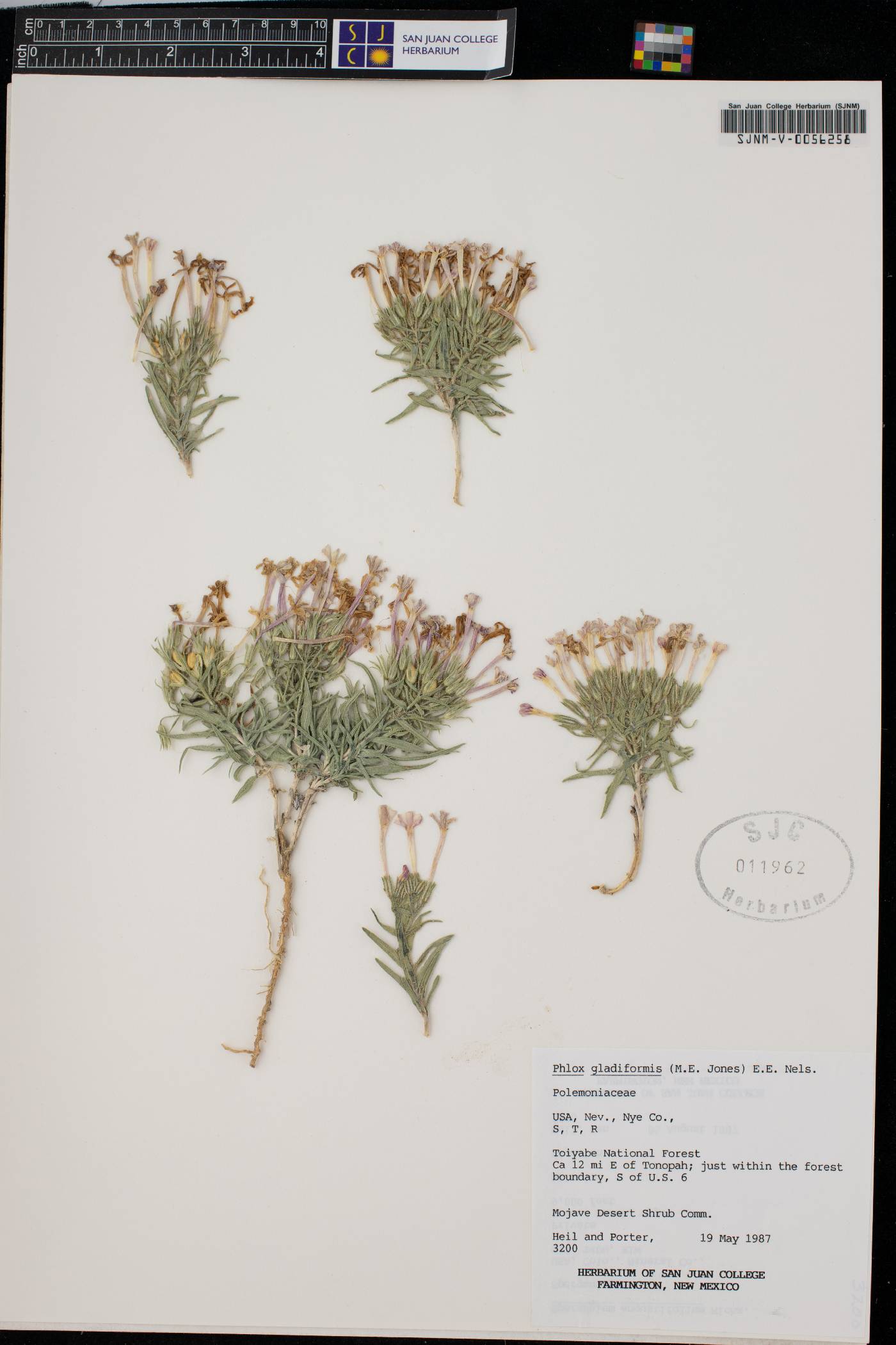 Phlox gladiformis image