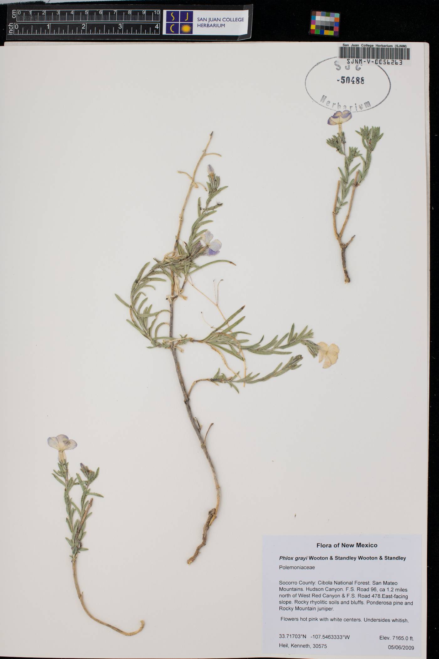 Phlox longifolia subsp. brevifolia image