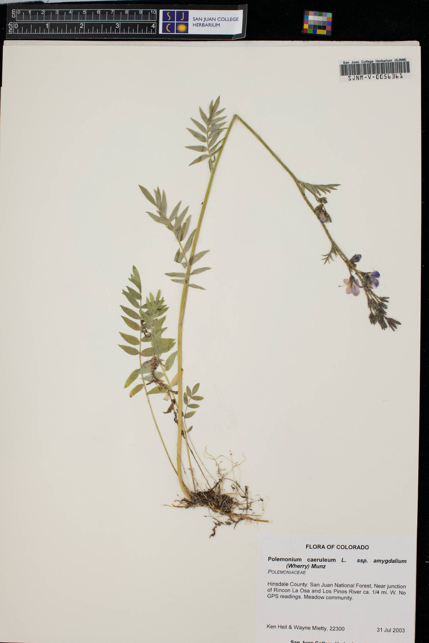 Polemonium caeruleum subsp. amygdalium image