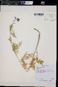 Polemonium caeruleum image