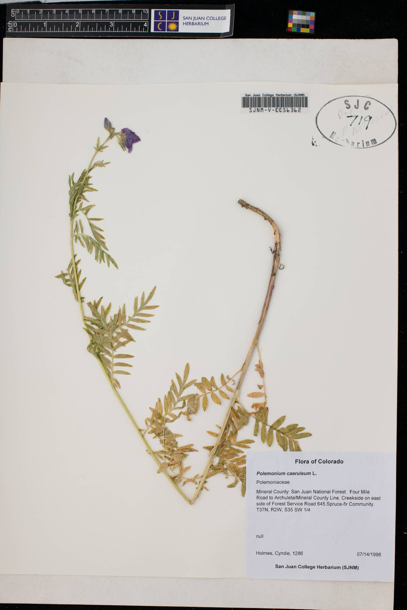 Polemonium caeruleum image