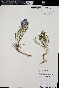 Polemonium viscosum image