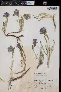 Polemonium viscosum image