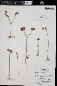 Chorizanthe staticoides image