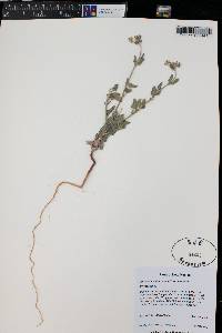 Eriogonum abertianum image