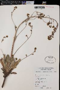 Eriogonum alatum image