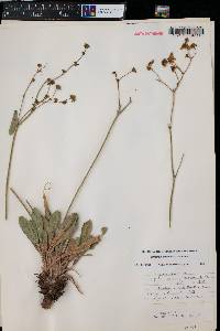 Eriogonum alatum image