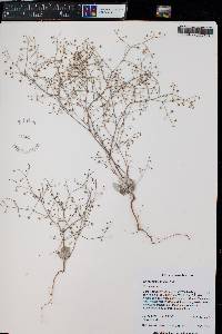 Eriogonum cernuum image