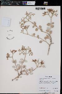 Eriogonum corymbosum image