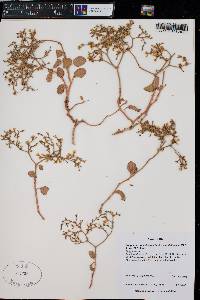 Eriogonum corymbosum var. glutinosum image