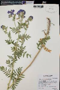 Polemonium foliosissimum image