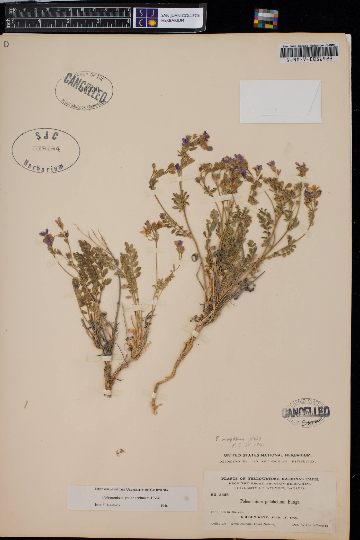 Polemonium pulchellum image