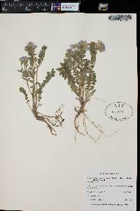 Polemonium pulcherrimum subsp. delicatum image