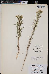 Erigeron divergens image