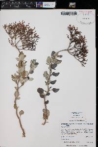 Eriogonum corymbosum var. velutinum image