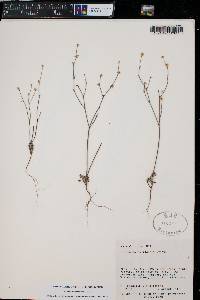 Eriogonum davidsonii image