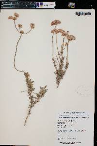 Eriogonum fasciculatum var. polifolium image