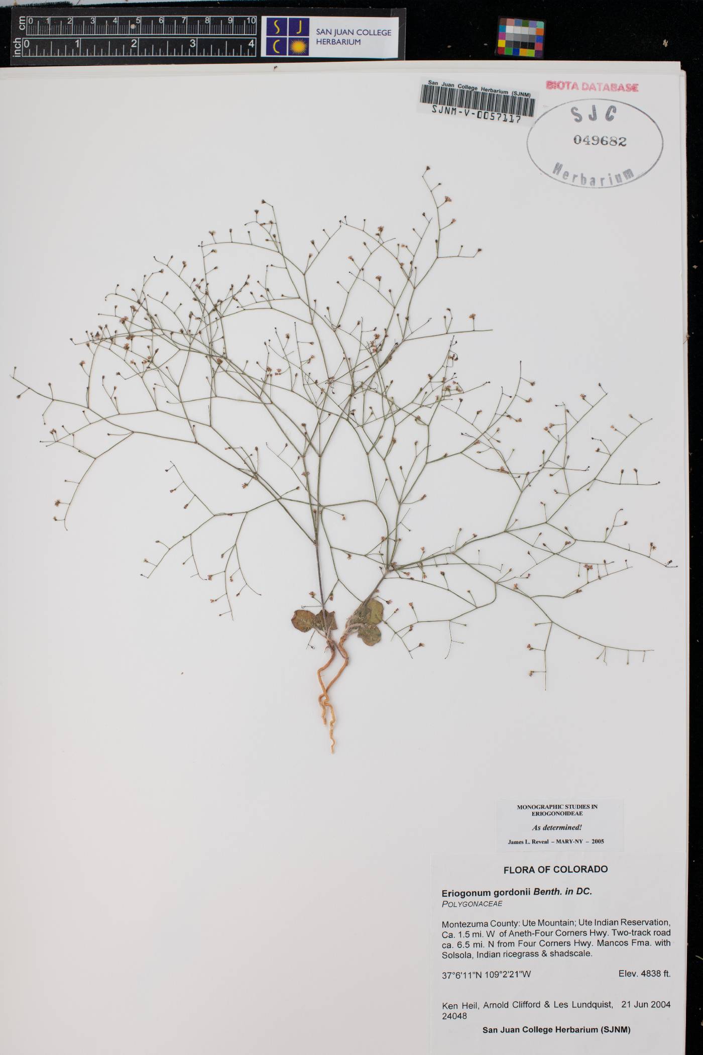 Eriogonum gordonii image