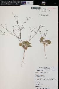 Eriogonum gordonii image