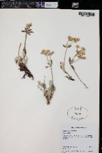 Eriogonum jamesii image