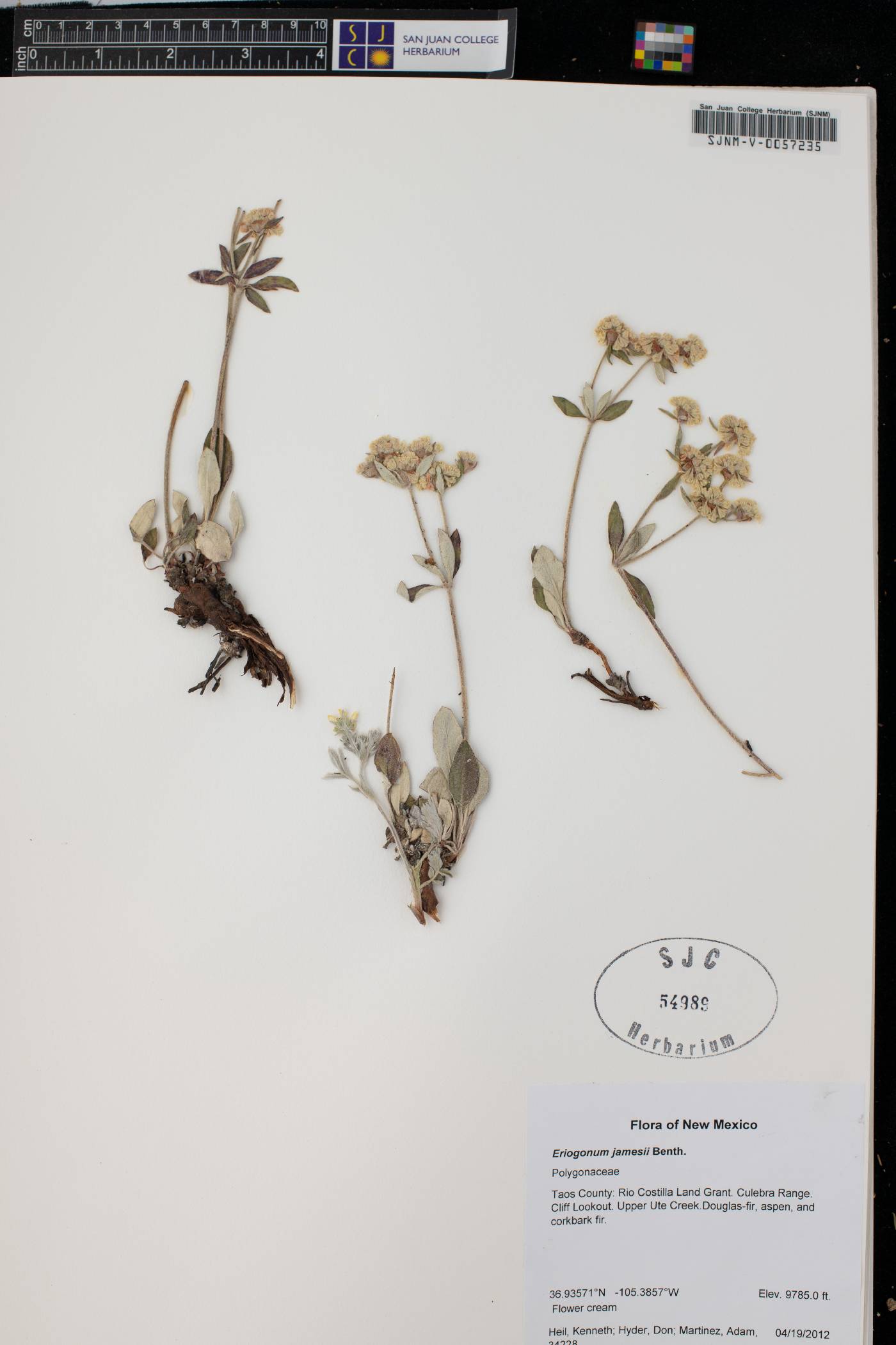 Eriogonum jamesii subsp. jamesii image