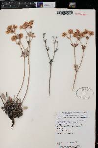 Eriogonum jamesii image