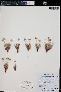 Eriogonum lachnogynum image