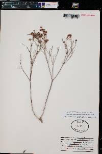 Eriogonum leptocladon var. ramosissimum image