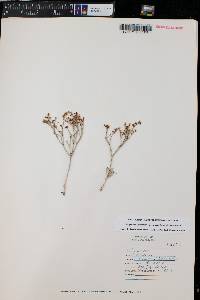 Eriogonum leptocladon image