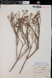 Eriogonum leptocladon var. ramosissimum image