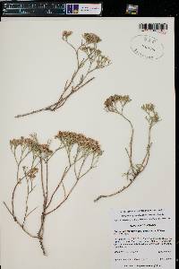 Eriogonum leptophyllum image