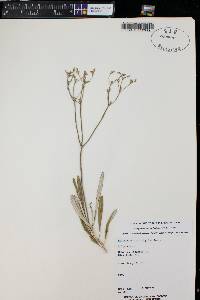 Eriogonum lonchophyllum image