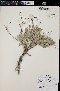 Eriogonum lonchophyllum image