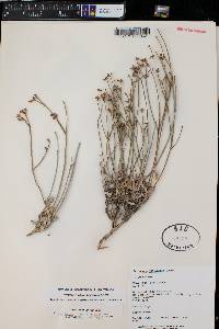 Eriogonum lonchophyllum image