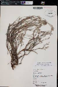 Eriogonum lonchophyllum image