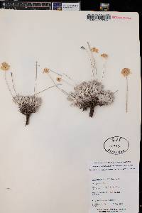 Eriogonum ovalifolium image