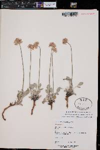 Eriogonum ovalifolium image