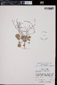 Eriogonum palmerianum image