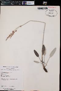 Eriogonum racemosum image