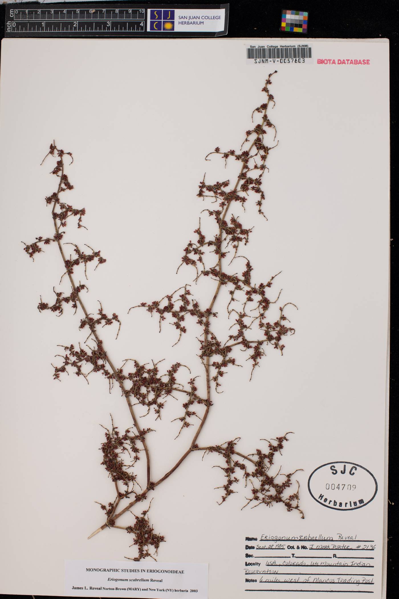 Eriogonum scabrellum image