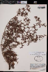 Eriogonum scabrellum image